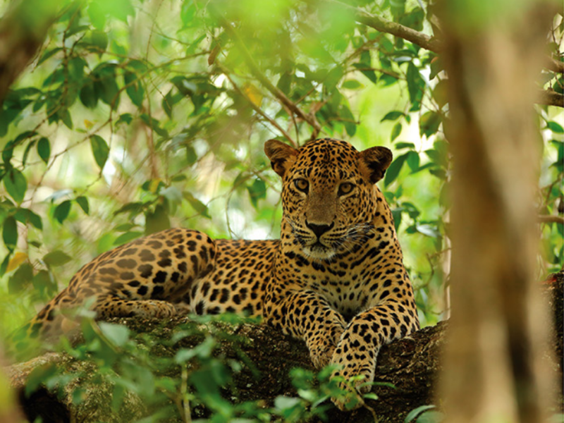 Rural Village Culture Tour in Sri Lanka